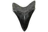 Serrated, Fossil Megalodon Tooth - South Carolina #306267-1